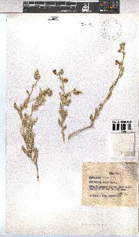 Hermannia trifurca image