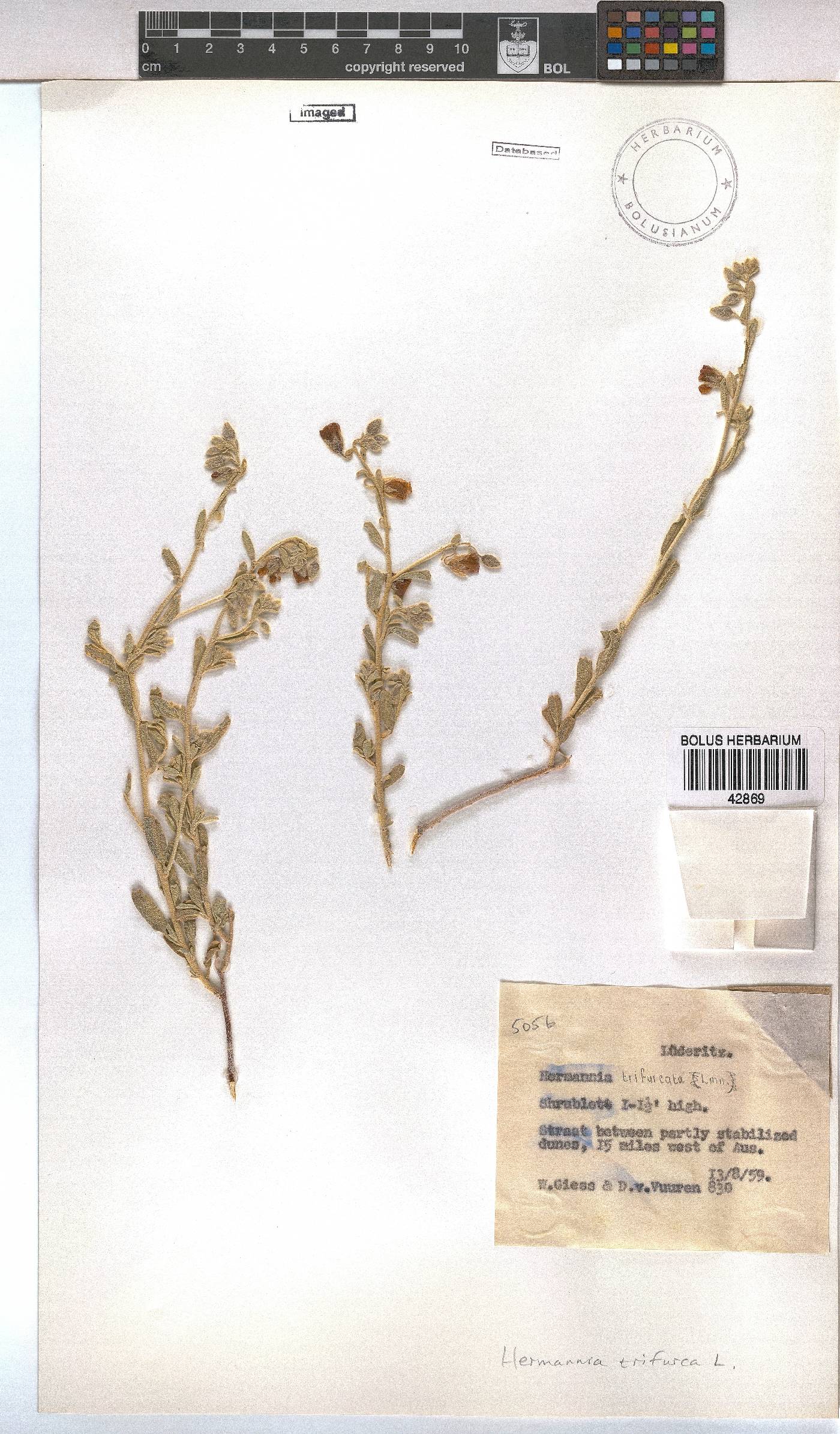 Hermannia trifurca image