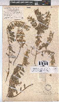 Hermannia tomentosa image
