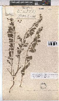 Hermannia tomentosa image