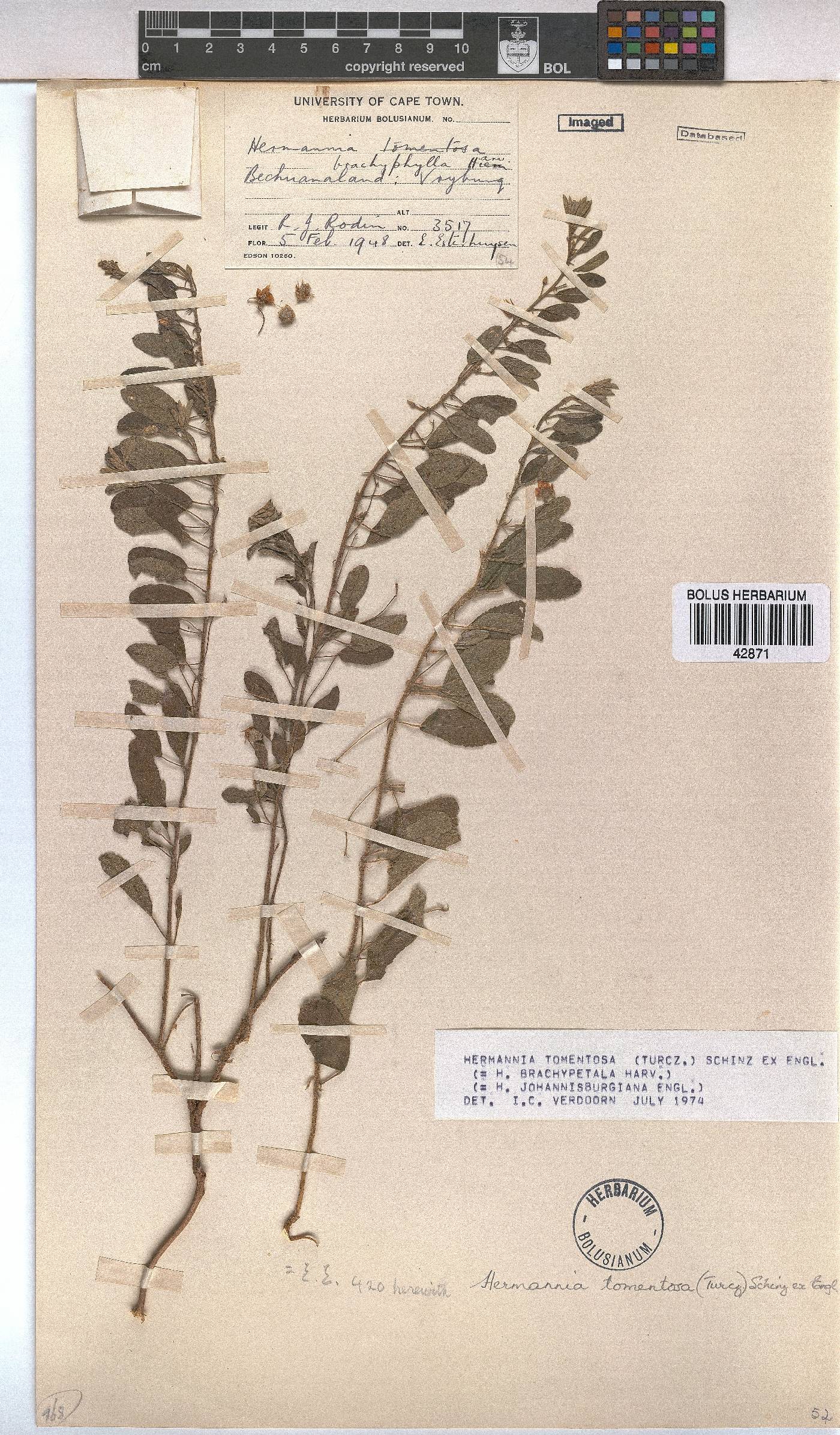 Hermannia tomentosa image