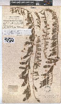Hermannia tomentosa image