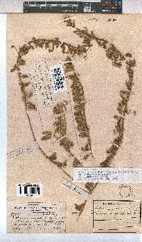 Hermannia tomentosa image