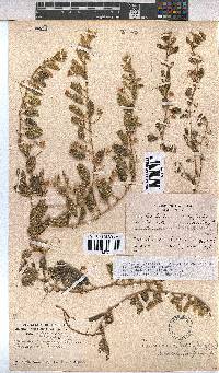 Hermannia tomentosa image