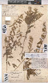 Hermannia tomentosa image