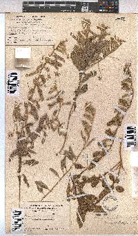 Hermannia tomentosa image