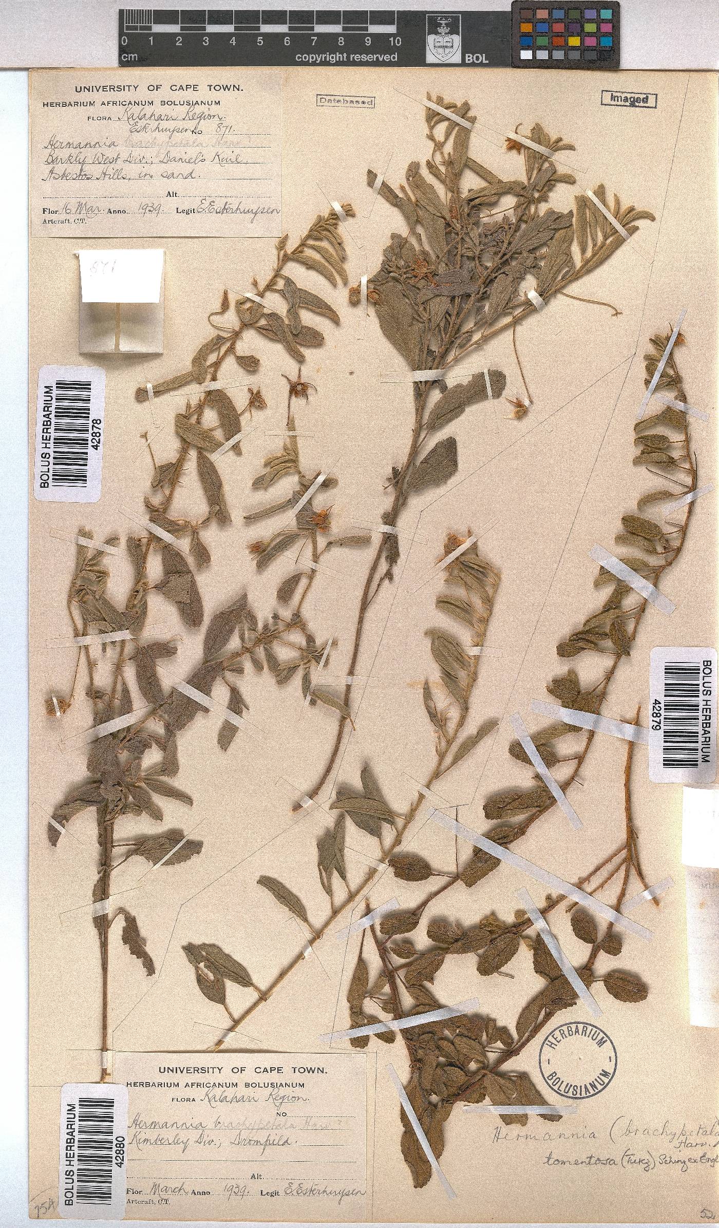 Hermannia tomentosa image