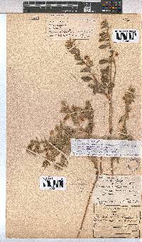 Hermannia tomentosa image