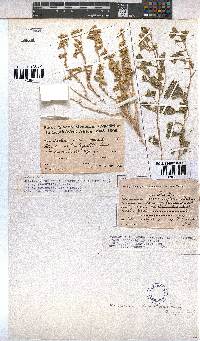 Hermannia tomentosa image