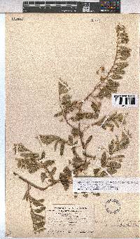 Hermannia tomentosa image
