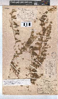Hermannia tomentosa image