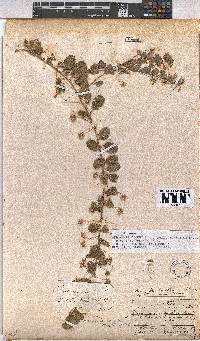 Hermannia tomentosa image