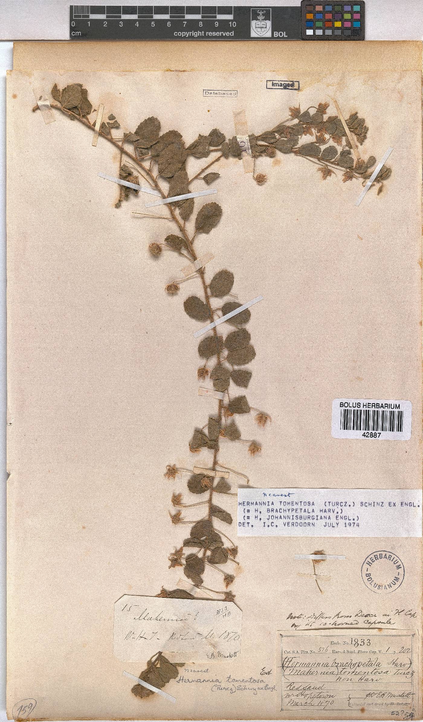 Hermannia tomentosa image