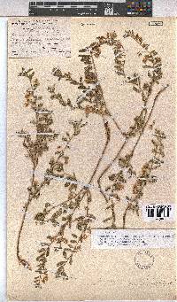 Hermannia tomentosa image