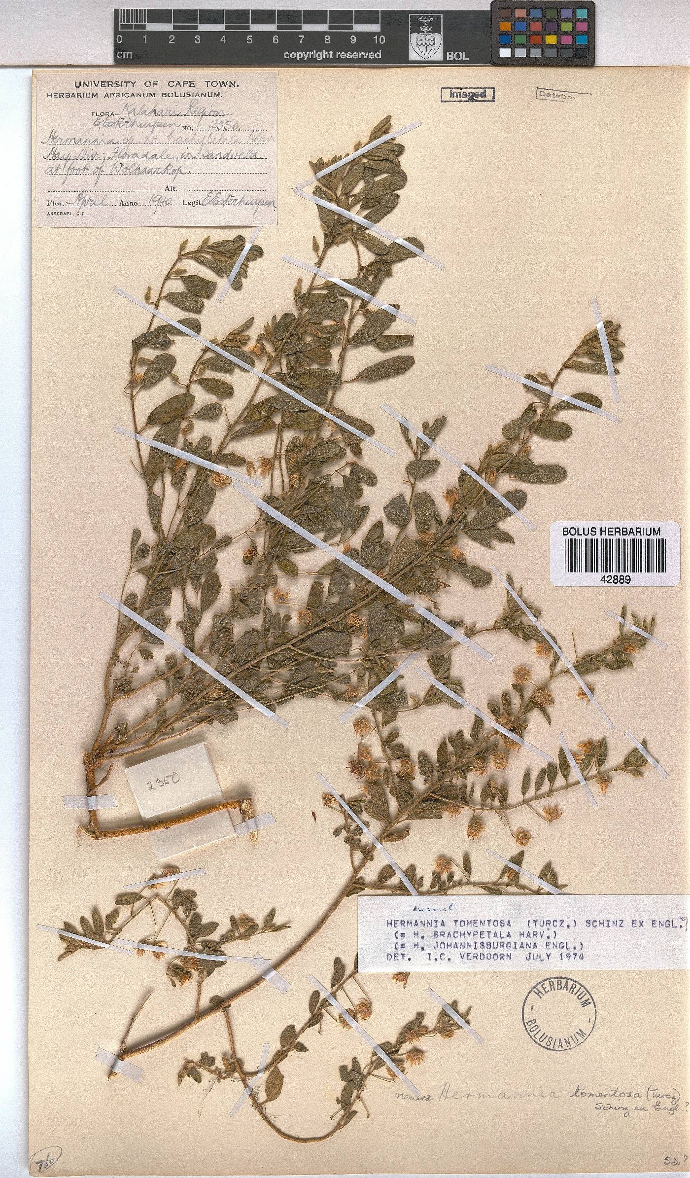 Hermannia tomentosa image