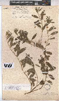 Hermannia tomentosa image