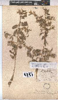 Hermannia tomentosa image