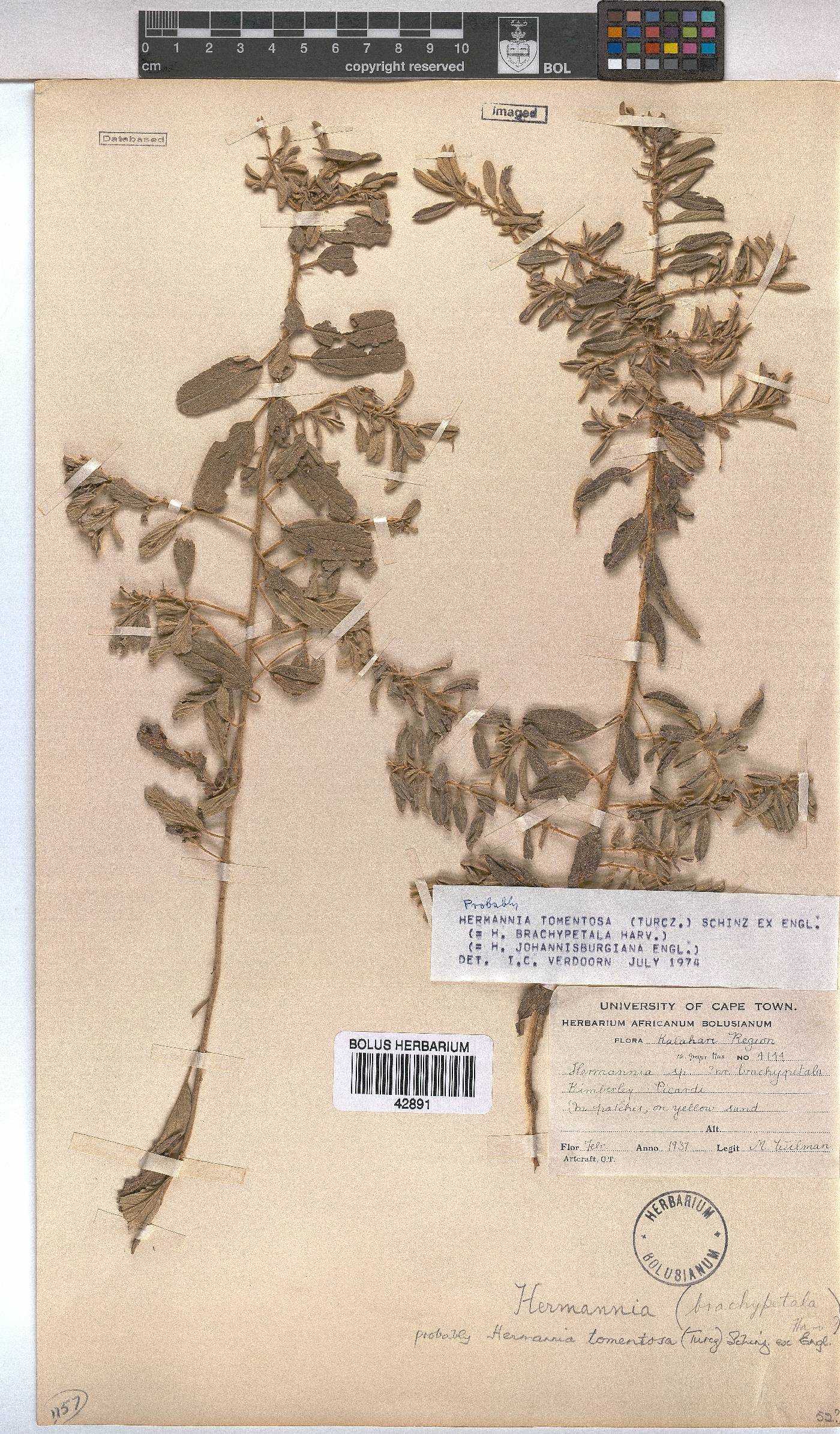 Hermannia tomentosa image
