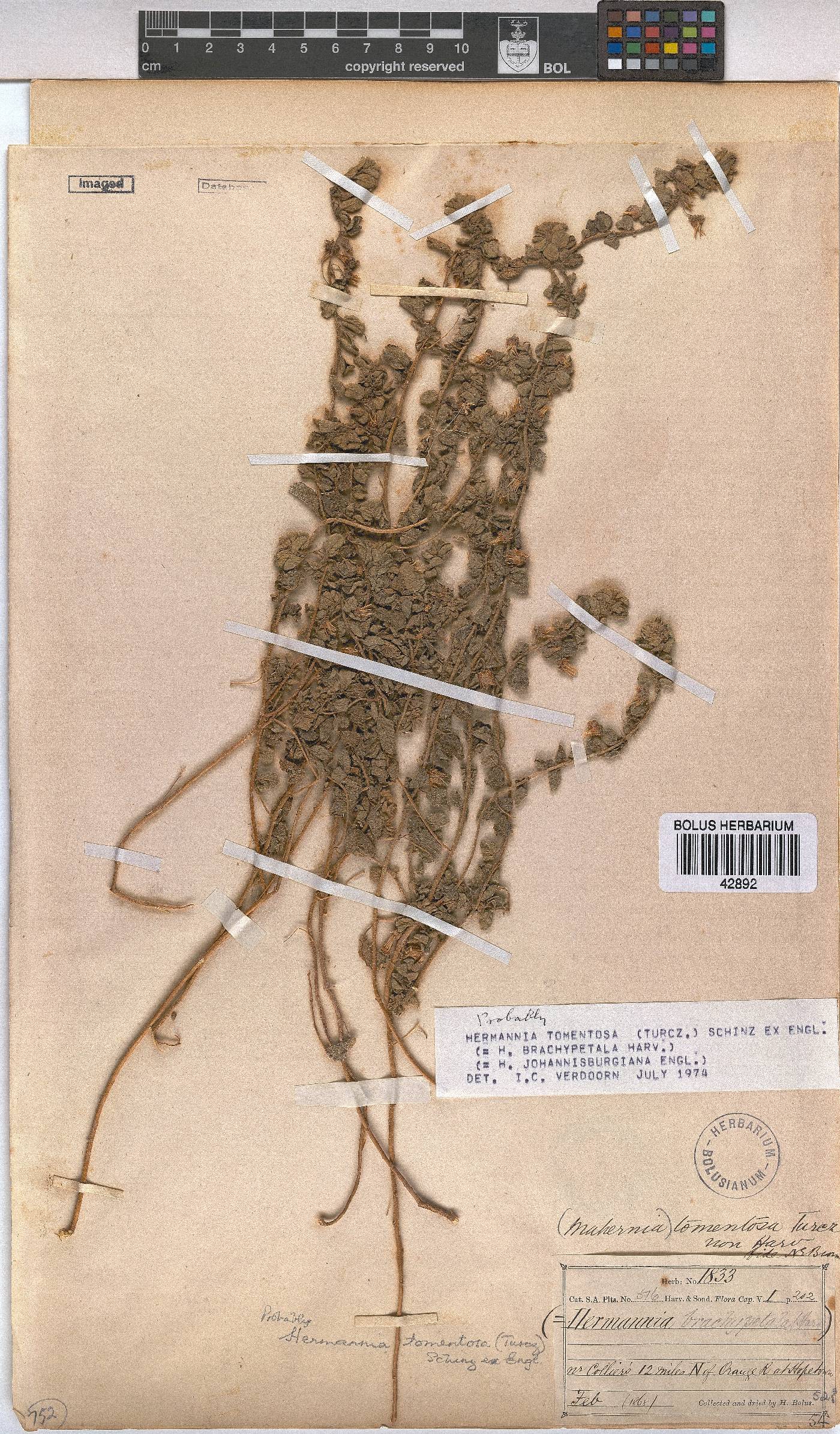 Hermannia tomentosa image