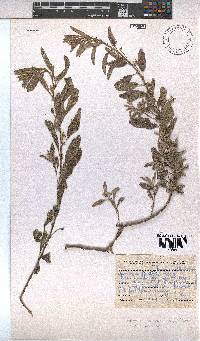 Hermannia tomentosa image