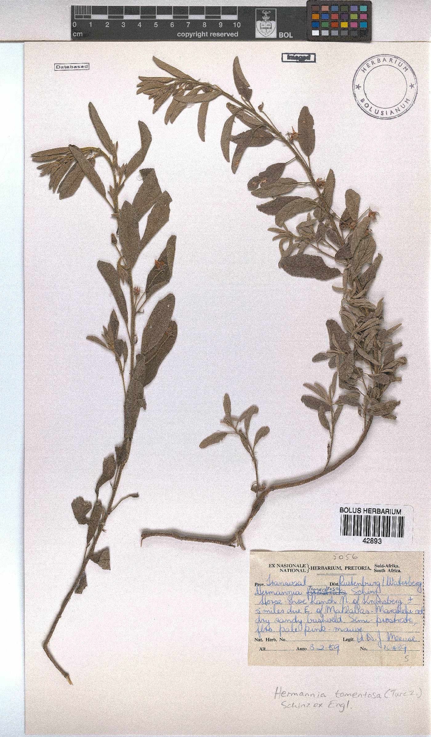 Hermannia tomentosa image