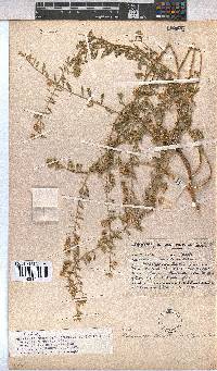 Hermannia tomentosa image