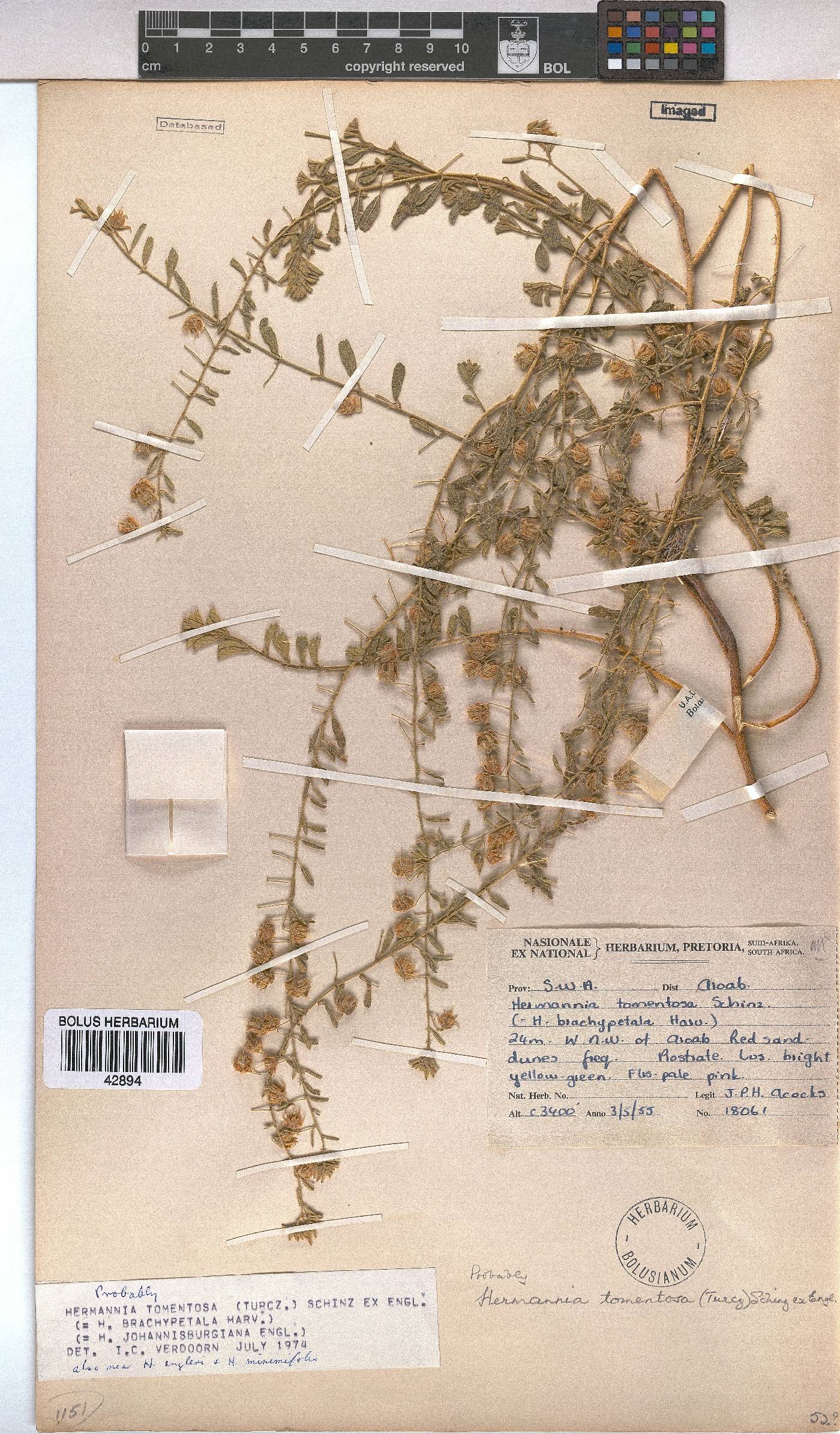 Hermannia tomentosa image