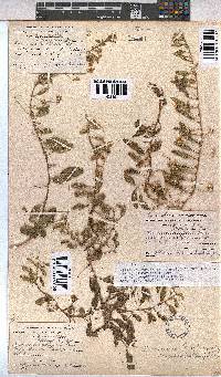 Hermannia tomentosa image
