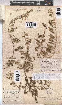 Hermannia tomentosa image