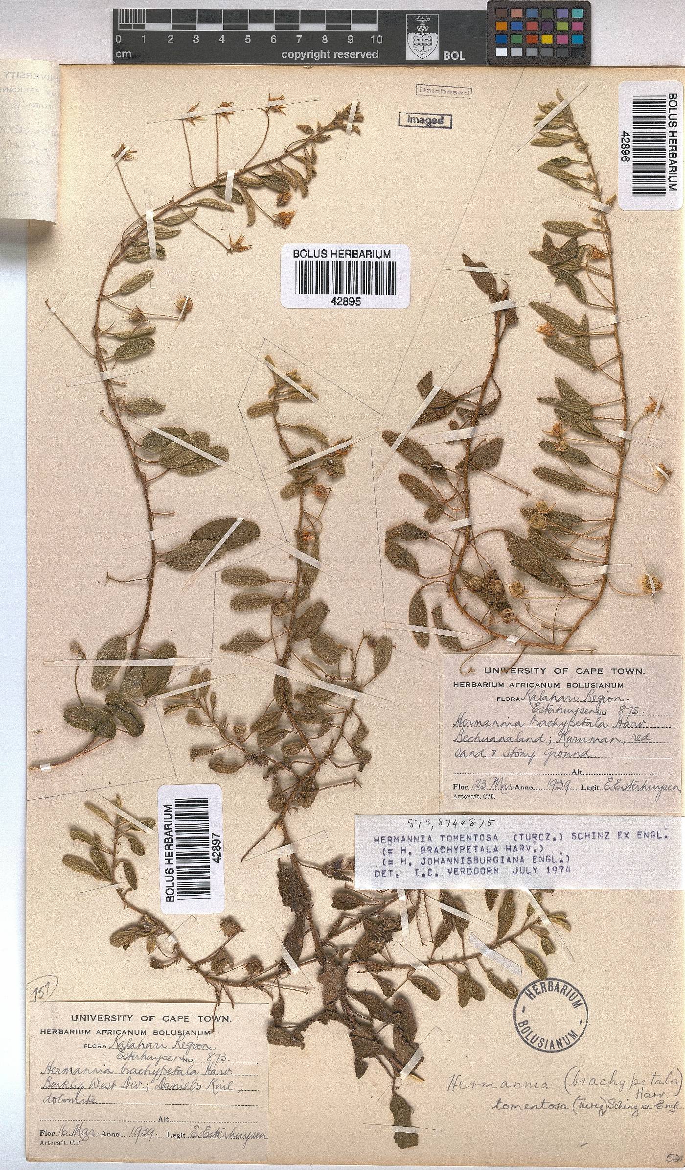 Hermannia tomentosa image