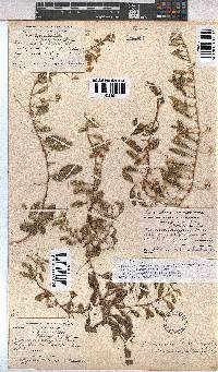 Hermannia tomentosa image