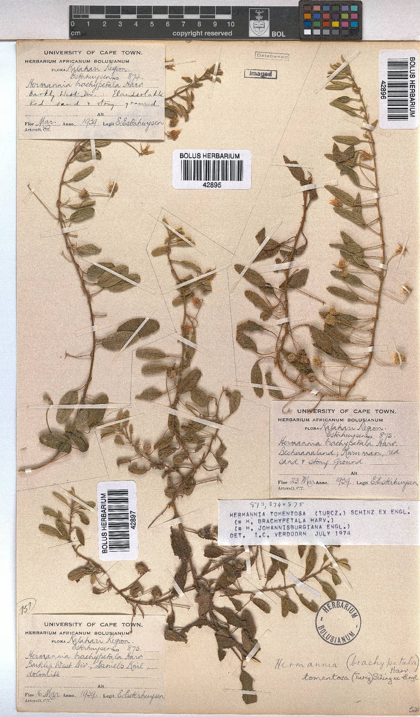 Hermannia tomentosa image