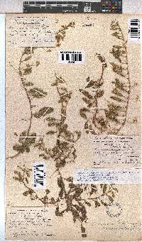 Hermannia tomentosa image