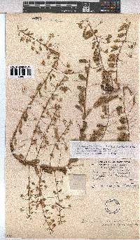 Hermannia tomentosa image