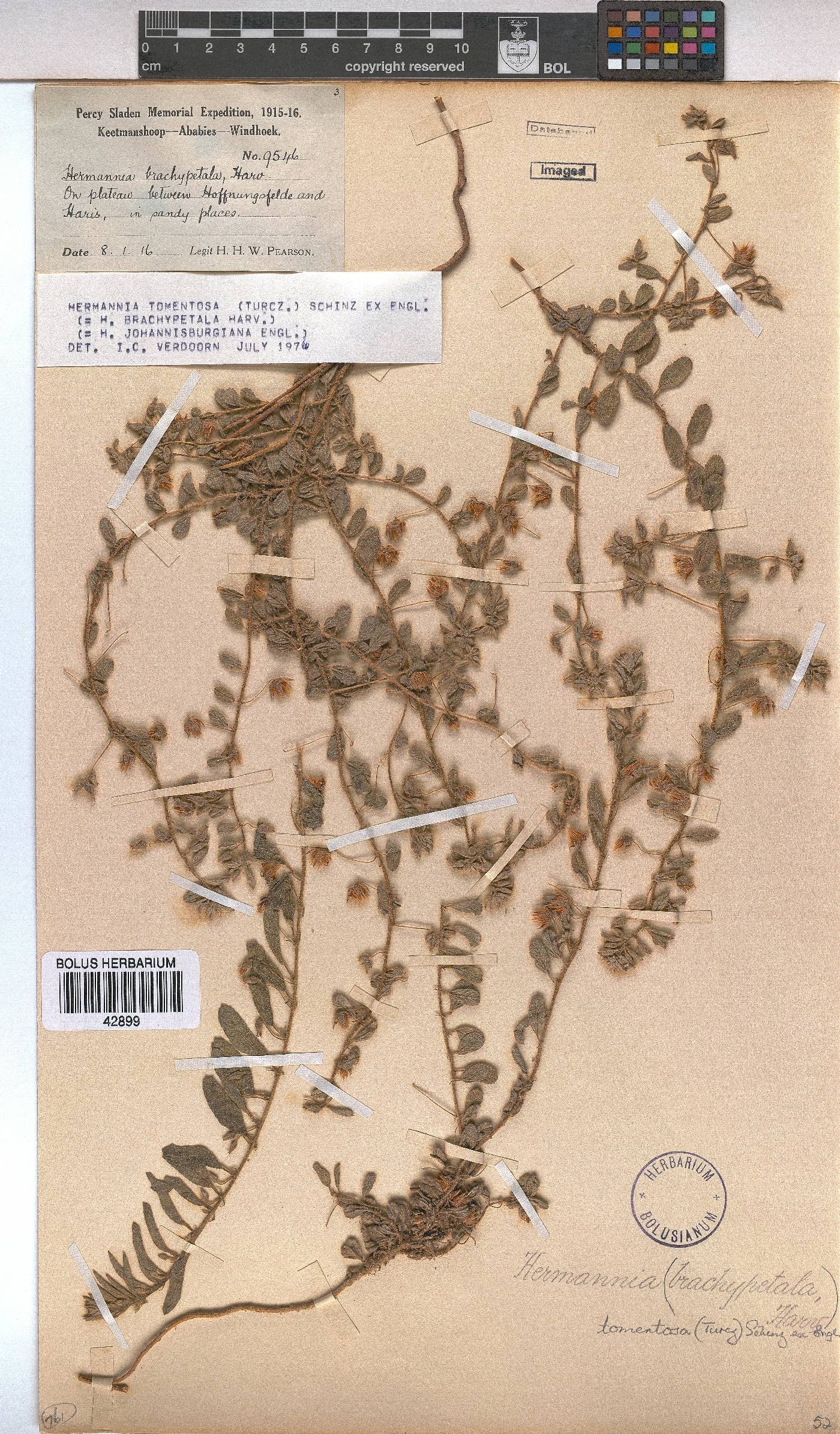 Hermannia tomentosa image