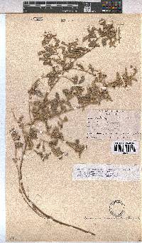 Hermannia tomentosa image