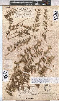 Hermannia tomentosa image