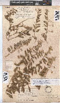 Hermannia tomentosa image