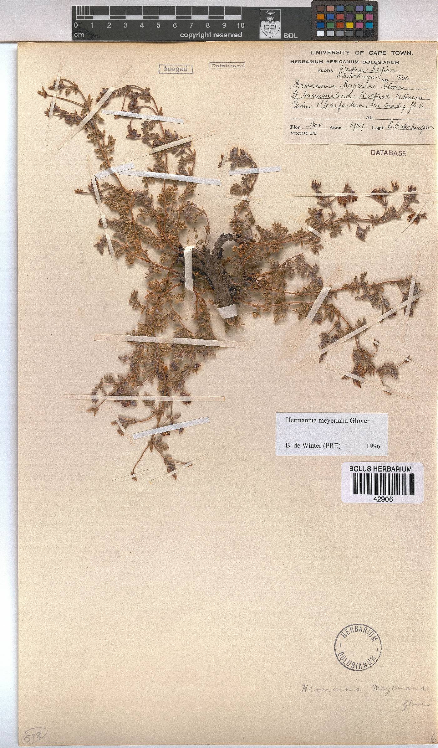 Hermannia abrotanoides image