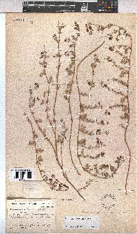 Hermannia abrotanoides image