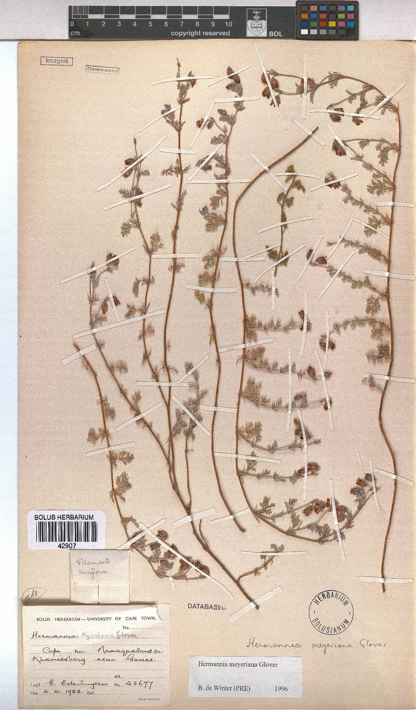 Hermannia abrotanoides image