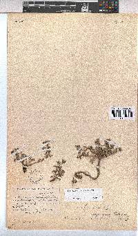 Hermannia abrotanoides image