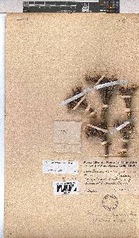 Hermannia abrotanoides image