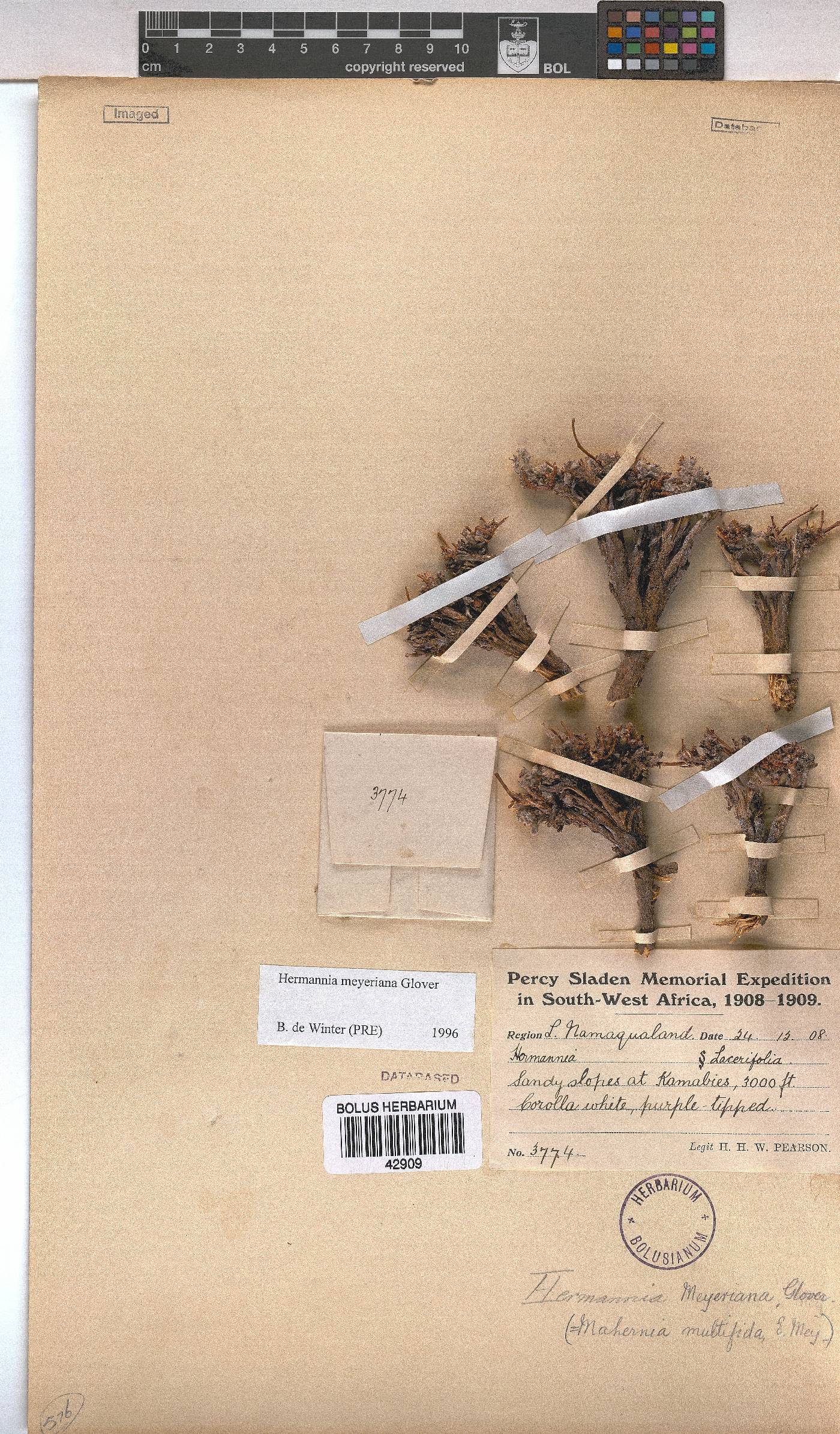 Hermannia abrotanoides image