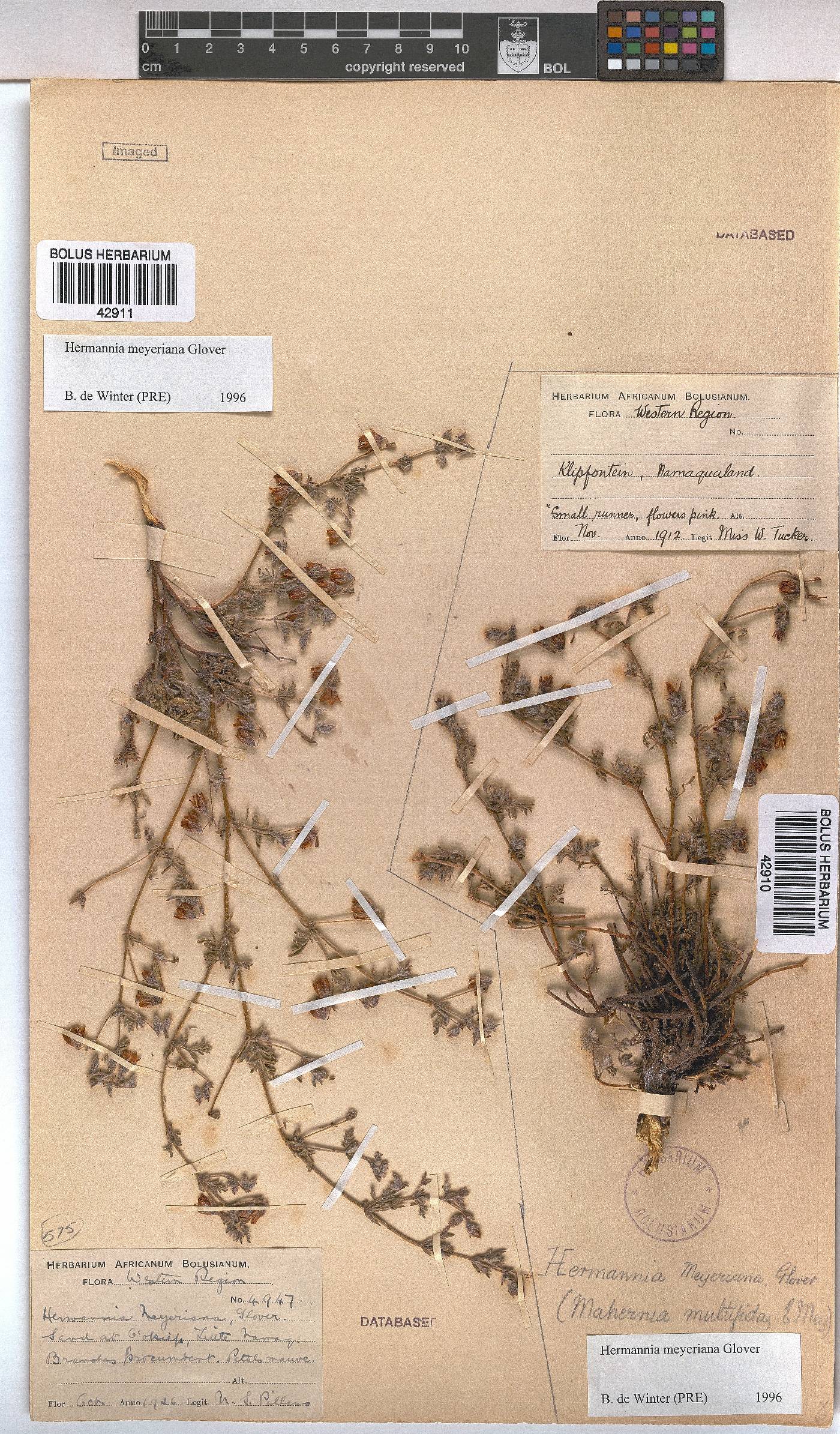 Hermannia abrotanoides image