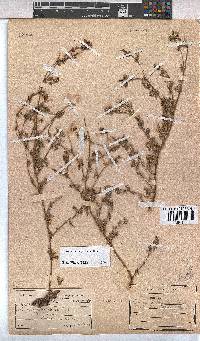 Hermannia abrotanoides image