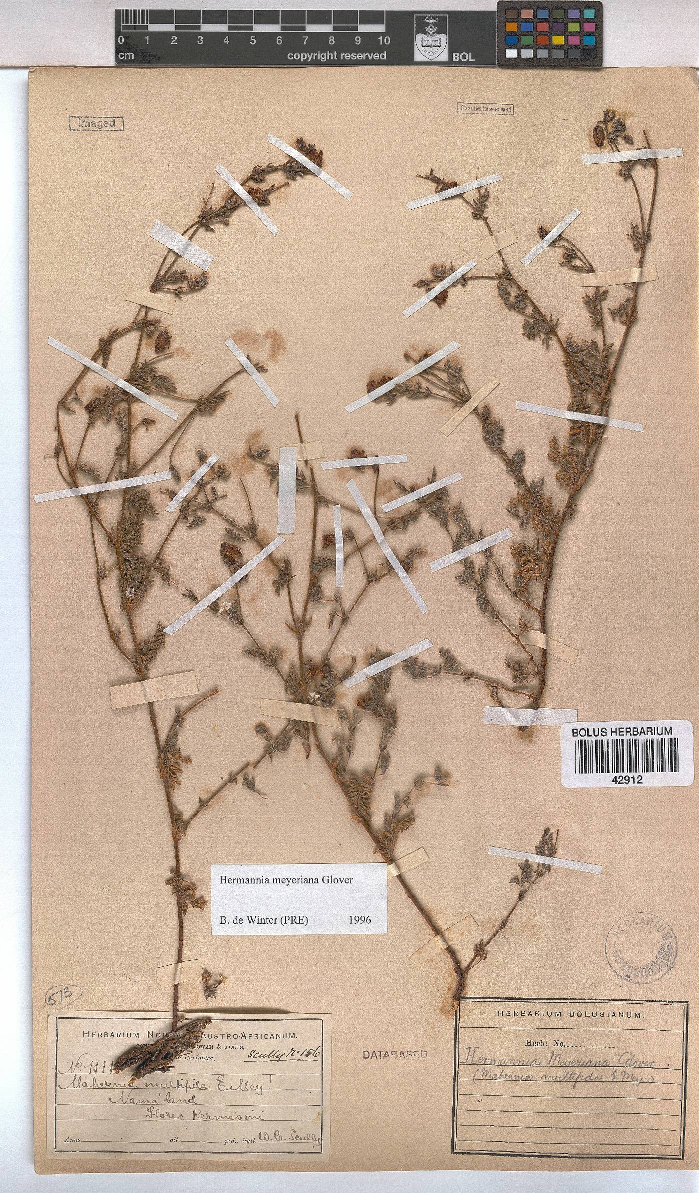 Hermannia abrotanoides image