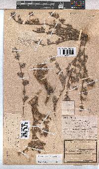 Hermannia abrotanoides image