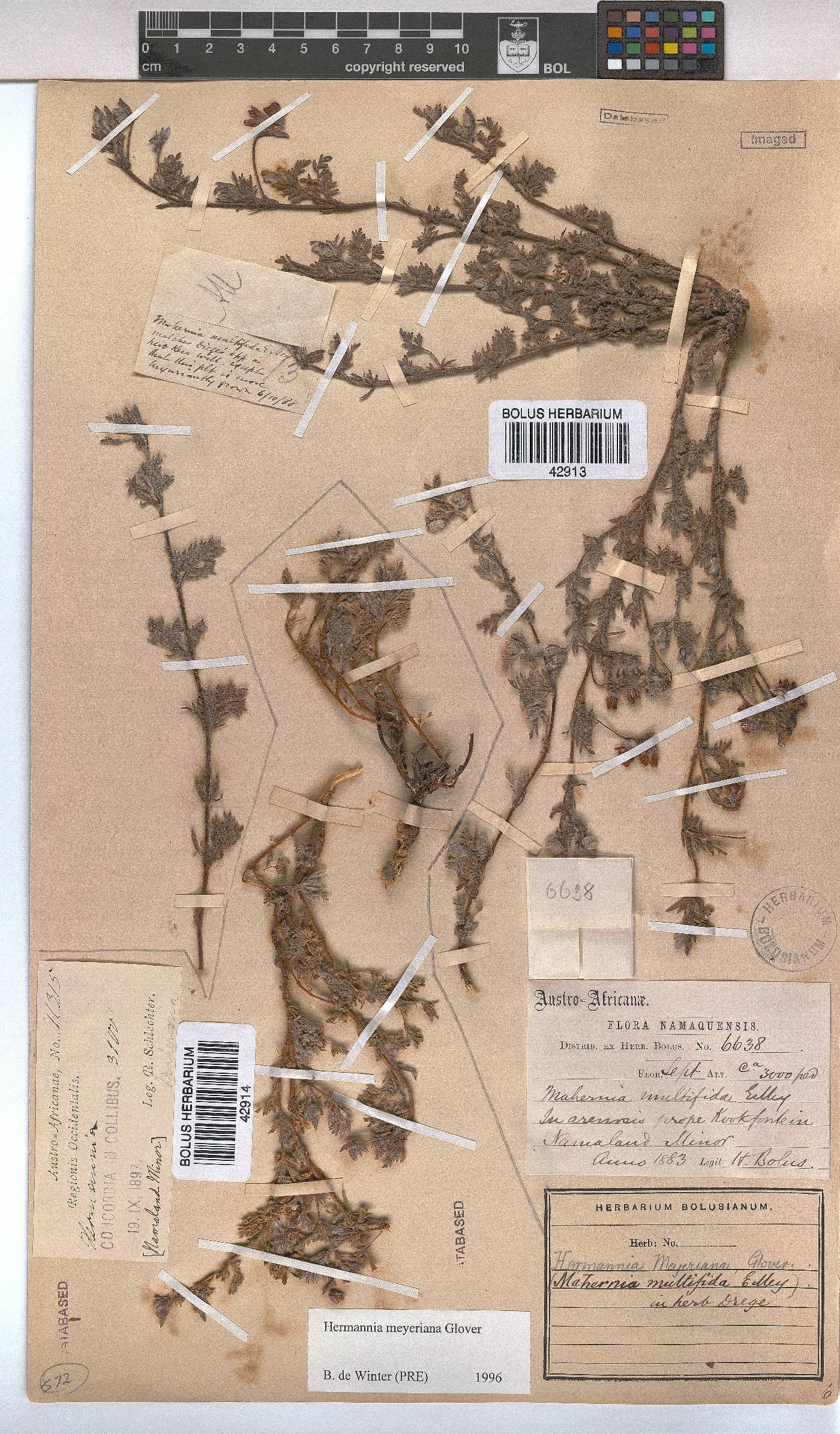 Hermannia abrotanoides image