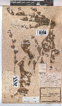 Hermannia abrotanoides image